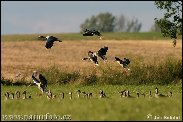 Grauwe gans