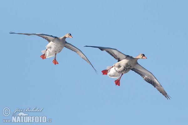 Grauwe gans