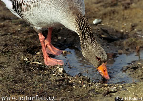 Grauwe gans