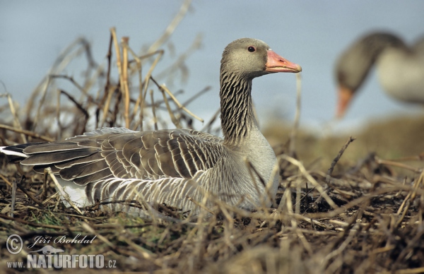 Grauwe gans