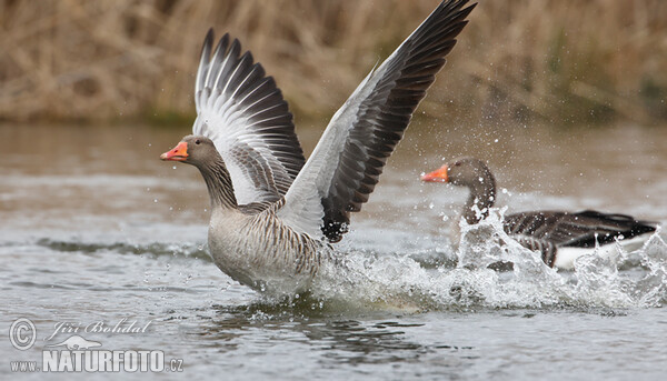 Grauwe gans