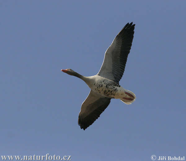 Grauwe gans