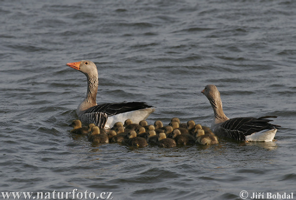 Grauwe gans