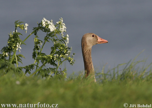 Grauwe gans