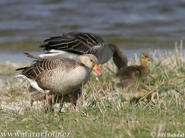 Grauwe gans