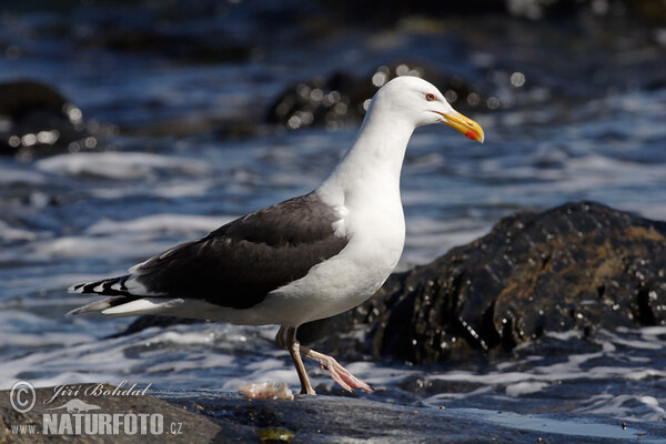 Great Blackback (Larus marinus)