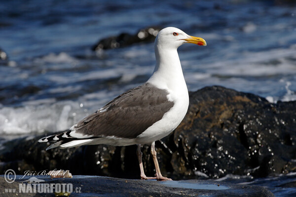 Great Blackback (Larus marinus)