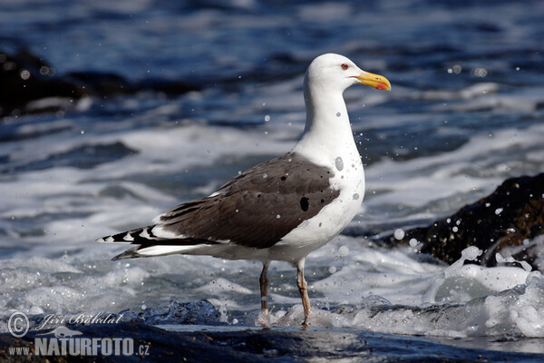 Great Blackback (Larus marinus)