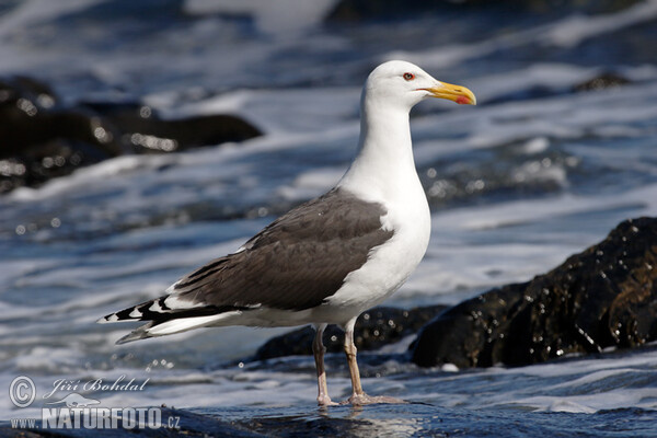 Great Blackback (Larus marinus)