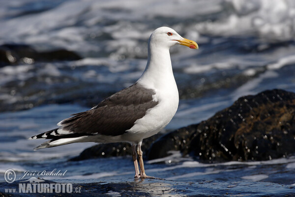 Great Blackback (Larus marinus)