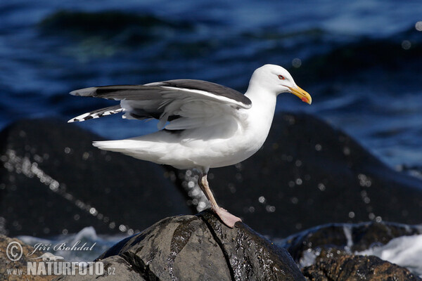 Great Blackback (Larus marinus)