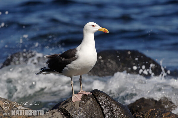 Great Blackback (Larus marinus)