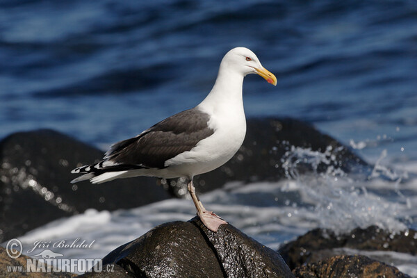 Great Blackback (Larus marinus)