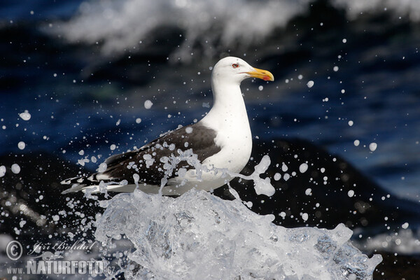 Great Blackback (Larus marinus)