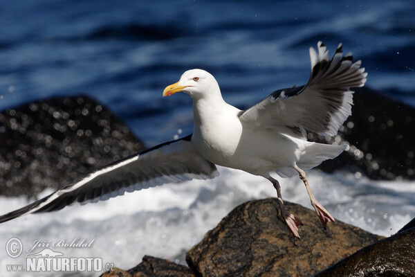 Great Blackback (Larus marinus)