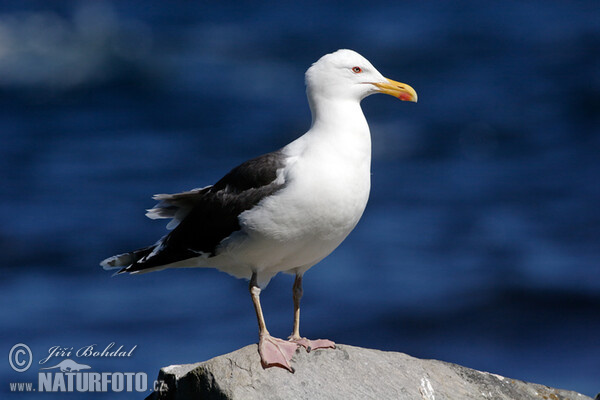 Great Blackback (Larus marinus)