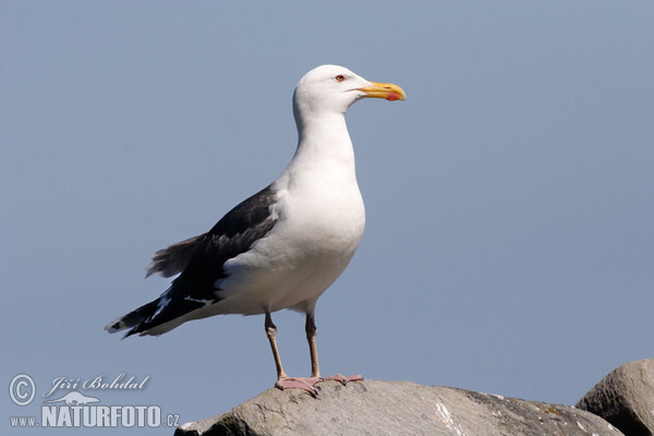 Great Blackback (Larus marinus)