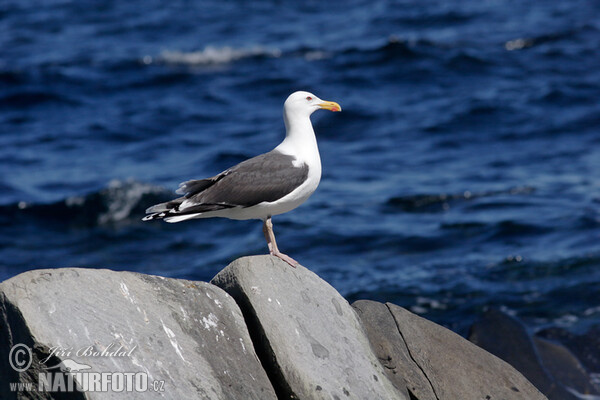 Great Blackback (Larus marinus)