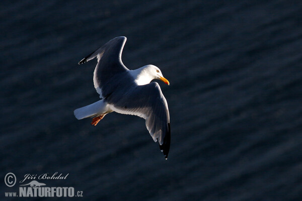 Great Blackback (Larus marinus)