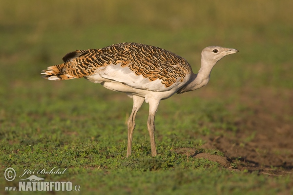 Great Bustard (Otis tarda)