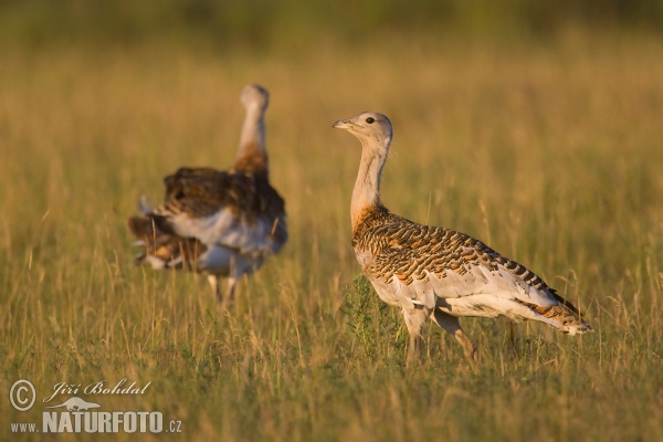 Great Bustard (Otis tarda)