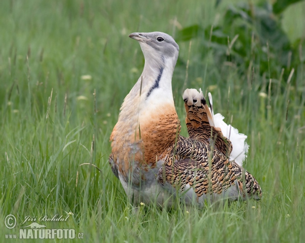 Great Bustard (Otis tarda)