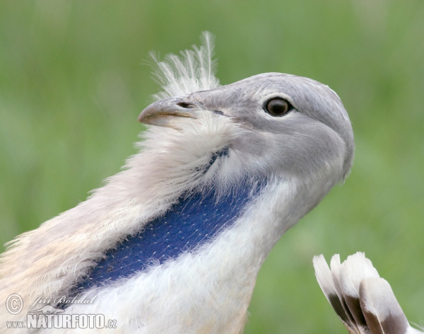 Great Bustard (Otis tarda)