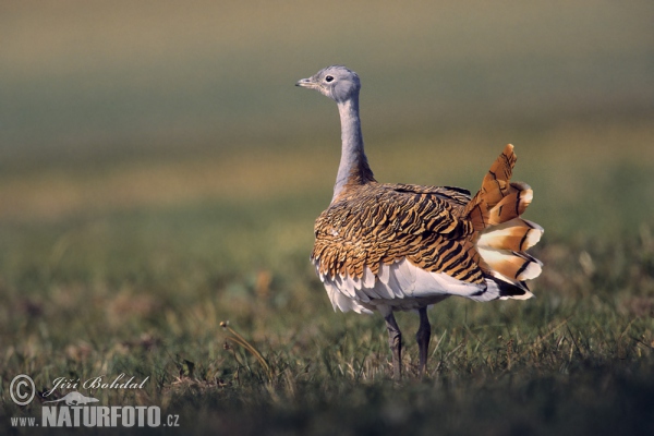 Great Bustard (Otis tarda)