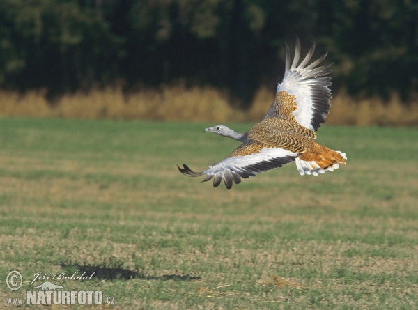 Great Bustard (Otis tarda)