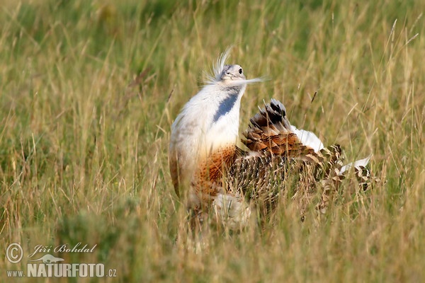 Great Bustard (Otis tarda)