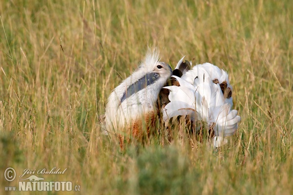 Great Bustard (Otis tarda)