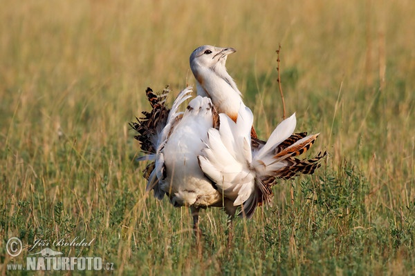 Great Bustard (Otis tarda)