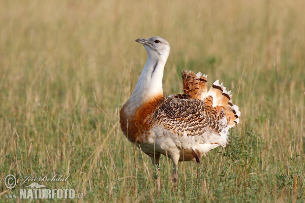 Great Bustard (Otis tarda)