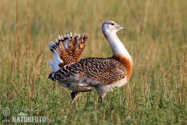 Great Bustard (Otis tarda)