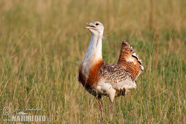 Great Bustard (Otis tarda)