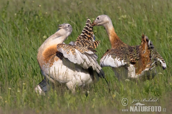 Great Bustard (Otis tarda)