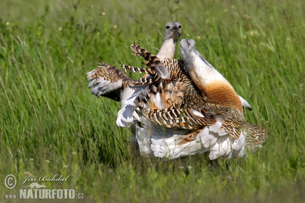 Great Bustard (Otis tarda)