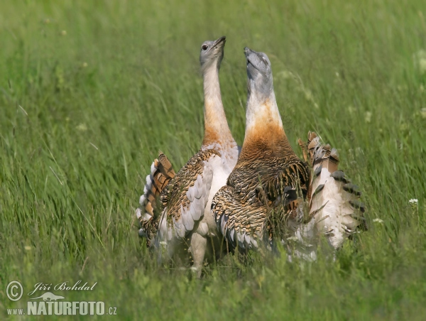 Great Bustard (Otis tarda)