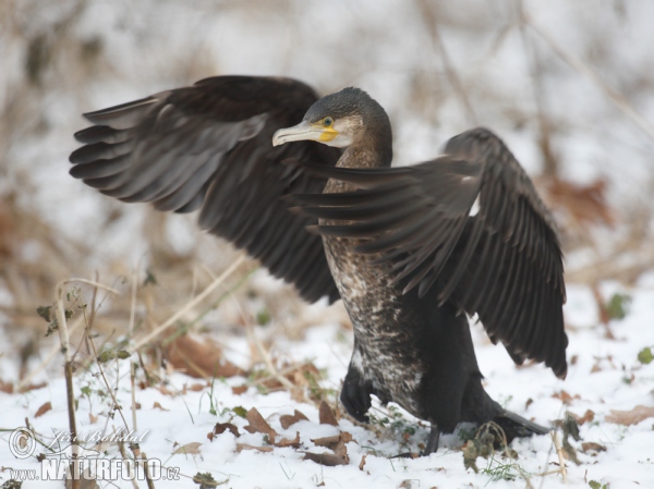 Great Cormorant (Phalacrocorax carbo)