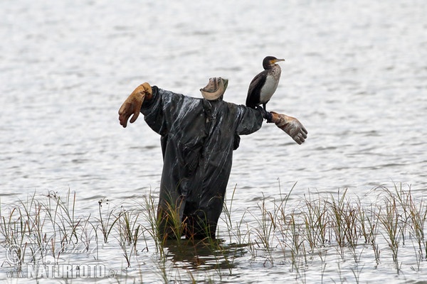 Great Cormorant (Phalacrocorax carbo)