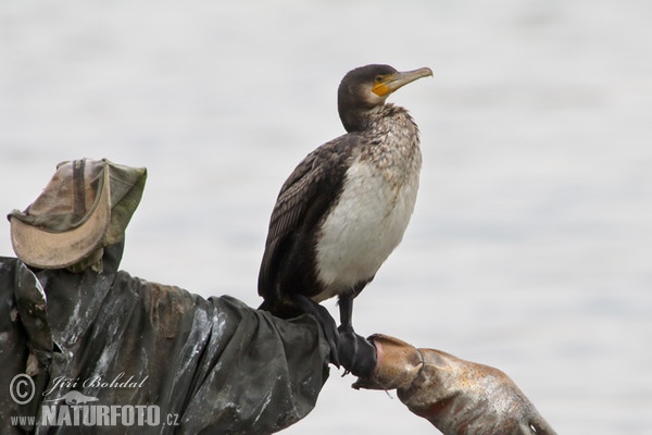 Great Cormorant (Phalacrocorax carbo)