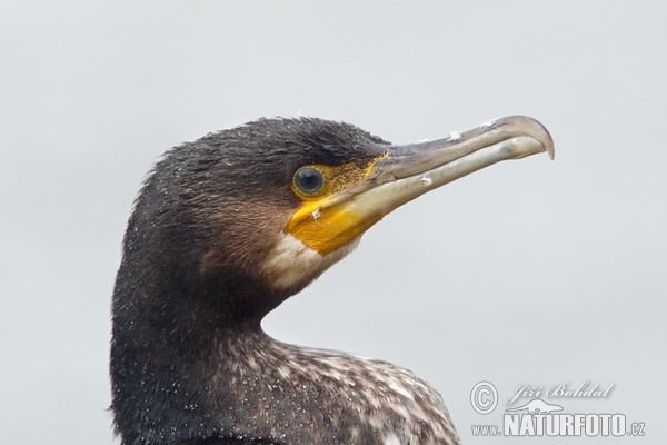 Great Cormorant (Phalacrocorax carbo)