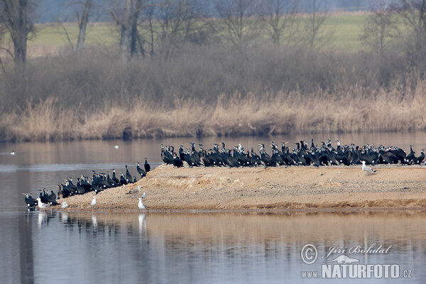 Great Cormorant (Phalacrocorax carbo)