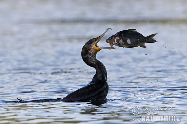 Great Cormorant (Phalacrocorax carbo)