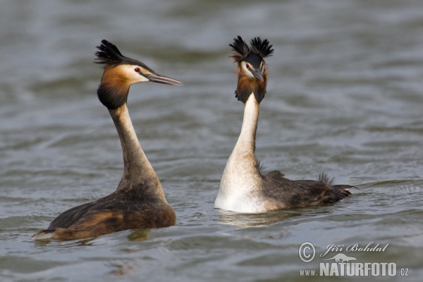 Great Crested Grebe (Podiceps cristatus)