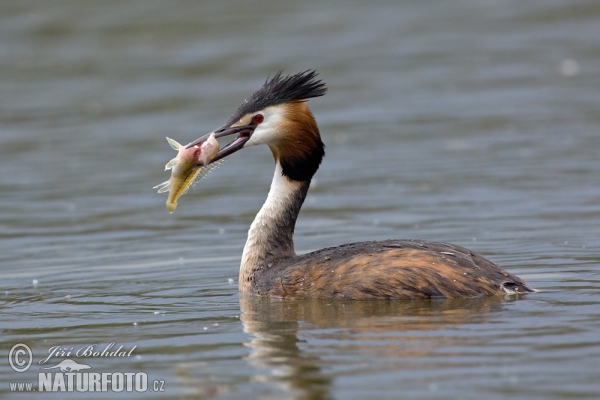 Great Crested Grebe (Podiceps cristatus)