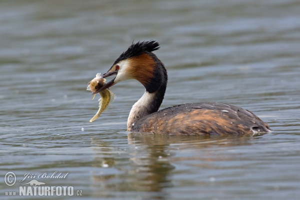 Great Crested Grebe (Podiceps cristatus)