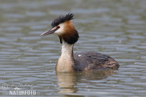 Great Crested Grebe (Podiceps cristatus)