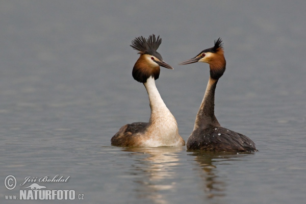 Great Crested Grebe (Podiceps cristatus)