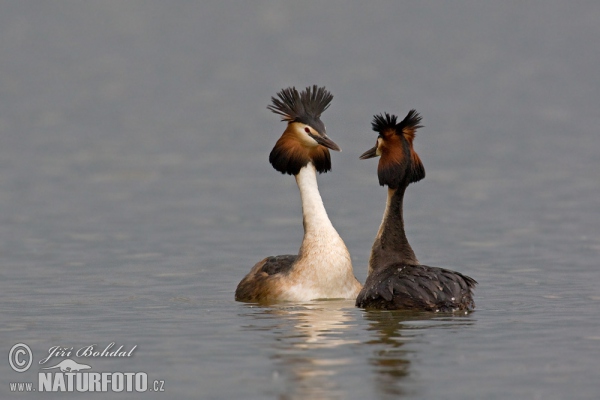 Great Crested Grebe (Podiceps cristatus)